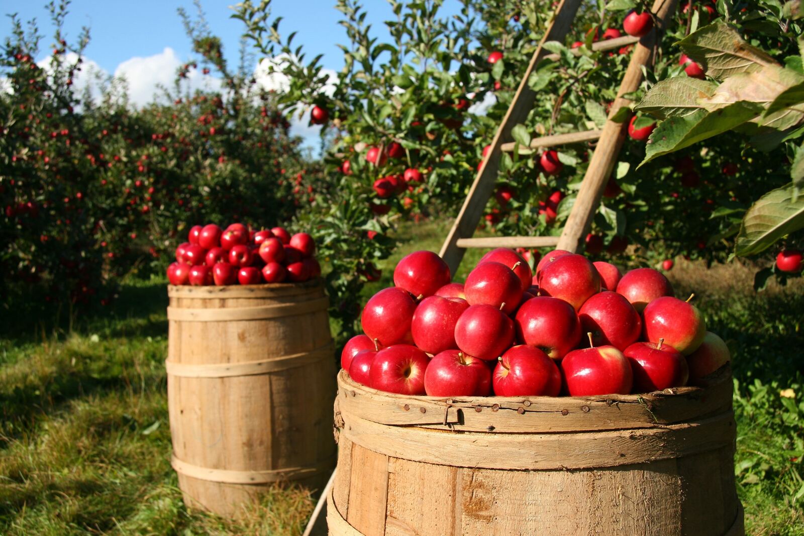 Barrels of freshly picked red cider apples in a Somerset orchard