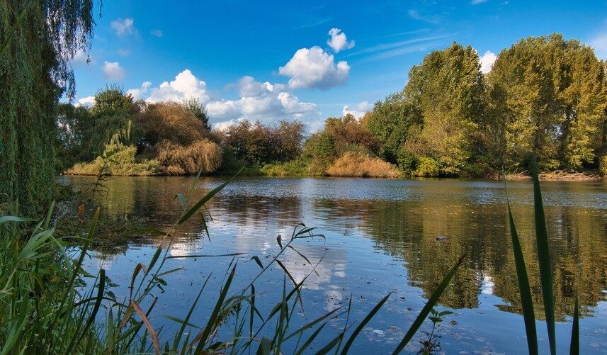 A tranquil coarse fishing lake fringed with reeds and trees
