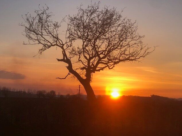 A lone tree silhouetted against the setting sun