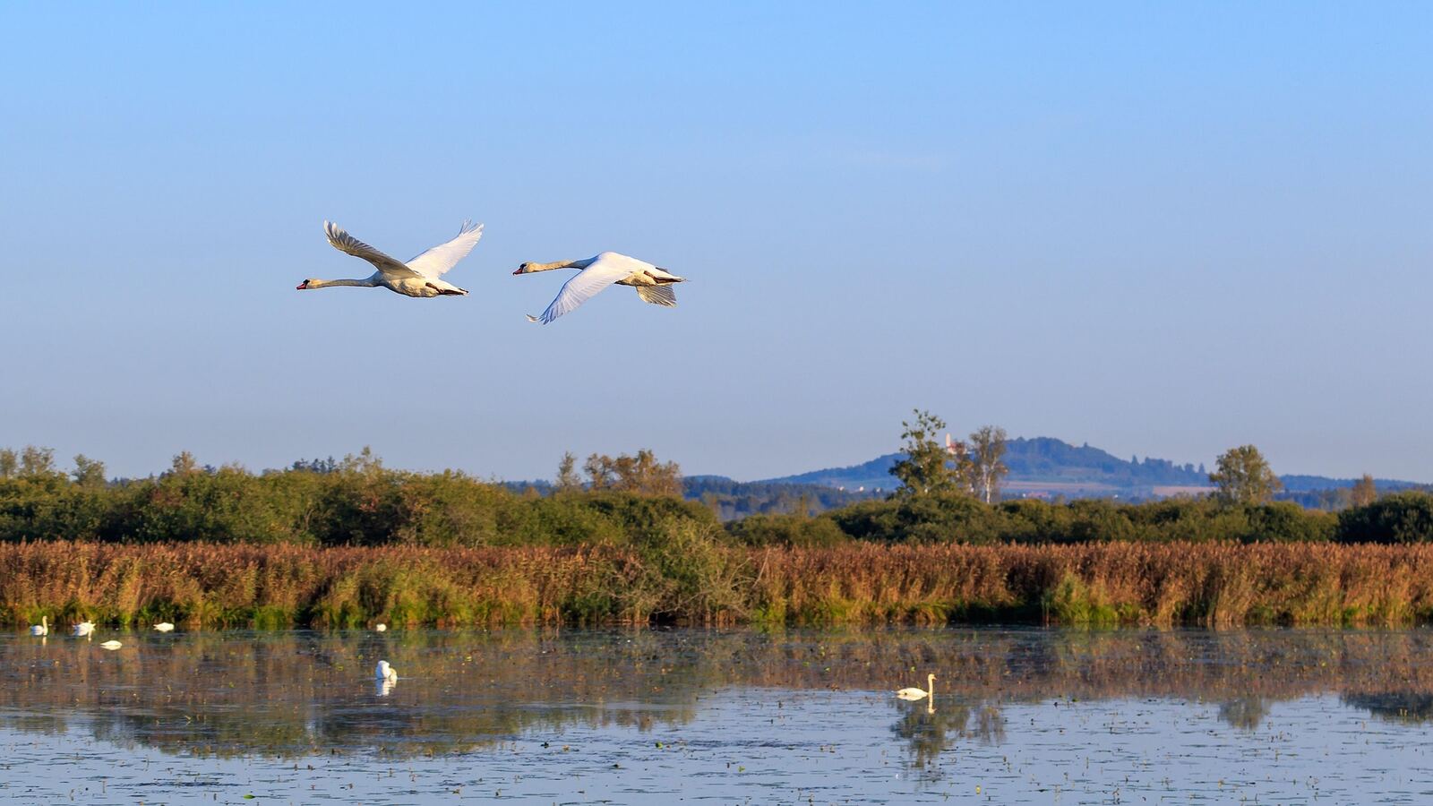 Swans flying over the wetlands and reedbeds of a Somerset nature reserve