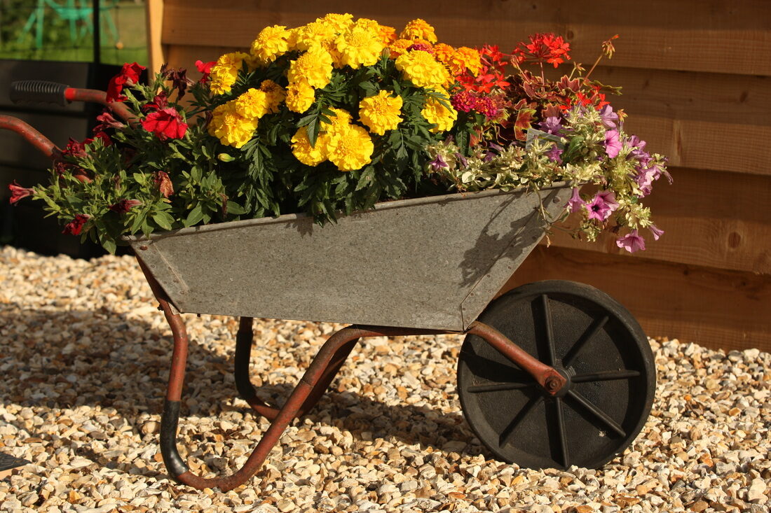 A vintage wheelbarrow planted with bright summer flowers